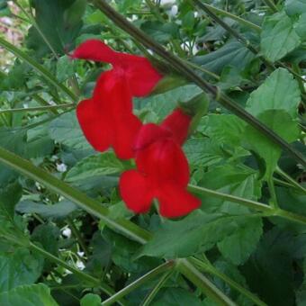 Salvia x jamensis 'Hot Lips'