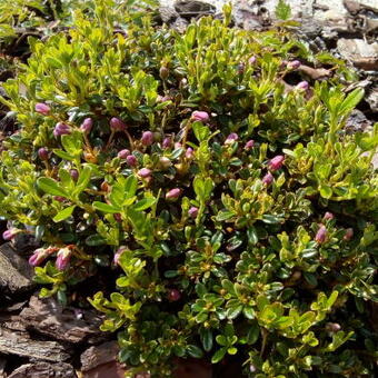 Rhododendron campylogynum subsp. myrtilloides