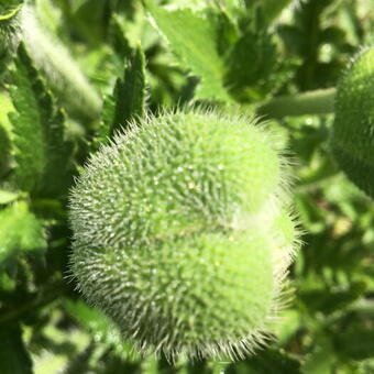 Papaver orientale