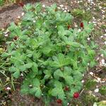Trifolium incarnatum - Incarnaatklaver