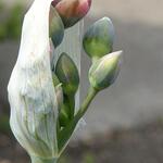 Allium tripedale - Sierui