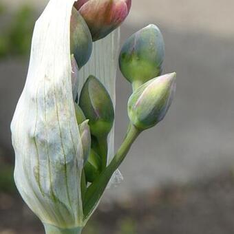 Allium tripedale