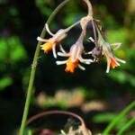 Tulbaghia montana - Wilde knoflook