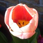 Tulipa Darwin-hybride - Tulp