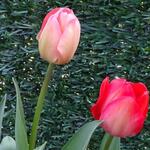 Tulipa Darwin-hybride - Tulp