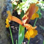 Iris hollandica 'Autumn Princess' - Hollandse boliris