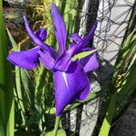 Iris laevigata 'Bleu' - Japanse iris
