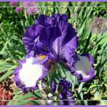 Iris germanica 'Stepping Out' - Baardiris, zwaardiris