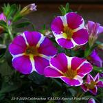 Calibrachoa 'CALITA Special Pink Star' - Mini petunia