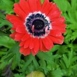 Anemone coronaria 'Governor' - Dubbelbloemige anemoon