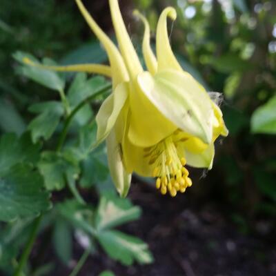 Akelei - Aquilegia chrysantha 'Yellow Queen'