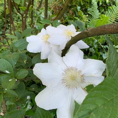 Bosrank - Clematis 'Madame Le Coultre'