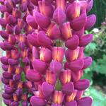 Lupinus WEST COUNTRY 'Masterpiece' - Lupine