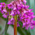 Bergenia hybride