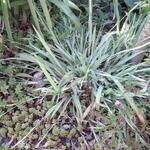 Carex laxiculmis 'Bunny Blue' - Zegge