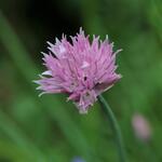 Allium schoenoprasum 'Forescate' - Bieslook