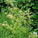 Acer palmatum 'Going Green' - Japanse esdoorn