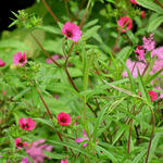 Potentilla nepalensis 'Ron McBeath' - Ganzerik/vijfvingerkruid