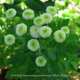 Tanacetum parthenium 'White Pompon'