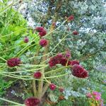 Sanguisorba officinalis 'Martin's Mulberry' - Grote pimpernel