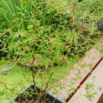 Honingboom, pagodeboom - Sophora prostrata 'Little Baby'