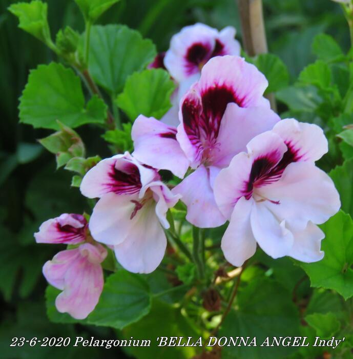 hiërarchie Perfect Reageren Franse geranium - Pelargonium 'BELLA DONNA ANGEL Indy'