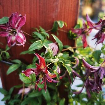 Clematis  viticella 'Rosalyn'