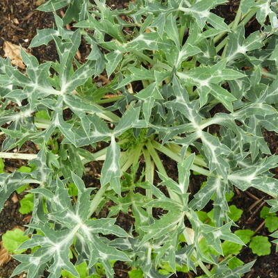 Kruisdistel - Eryngium agavifolium
