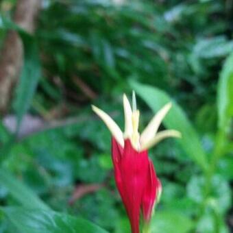 Spigelia marilandica 'Little Redhead'