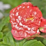 Begonia 'Marmorata' - Begonia