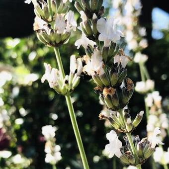 Lavandula angustifolia 'Alba'