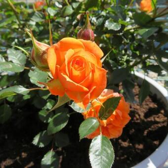 Rosa 'Clementine'