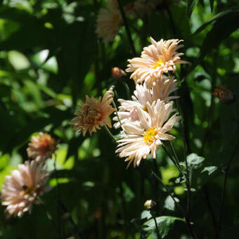 Chrysanthemum 'Apricot'