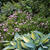 Spiraea japonica 'Little Princess'