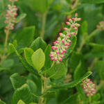 Clethra alnifolia 'Ruby Spice' - Schijnels