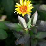 Heliopsis helianthoides scabra 'Burning Hearts' - Zonneogen - Heliopsis helianthoides scabra 'Burning Hearts'