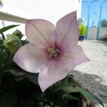 Platycodon grandiflorus 'Astra Pink' - Ballonplant