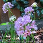 Allium senescens subsp. montanum 'Summer Beauty' - Sierui, Berglook