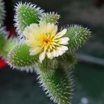 Delosperma echinatum - Augurkenplantje