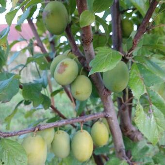 Prunus domestica 'Ste Catharine'