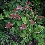 Pluimhortensia - Hydrangea paniculata 'Dharuma'