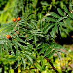 Sorbus randaiensis - Taiwanese berglijsterbes