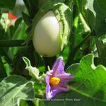Solanum melongena 'White Eggs' - Witte aubergine