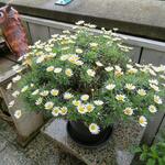 Argyranthemum frutescens - Margriet