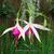 Fuchsia 'Windhapper'