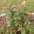 Salvia x jamensis 'Pluenn'