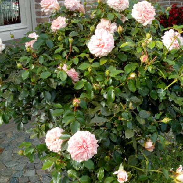 Rosa 'Cream FLOWER CIRCUS'