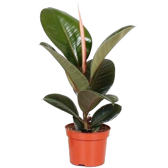 wenselijk nul Correct Rubberplant - Ficus elastica 'Robusta'