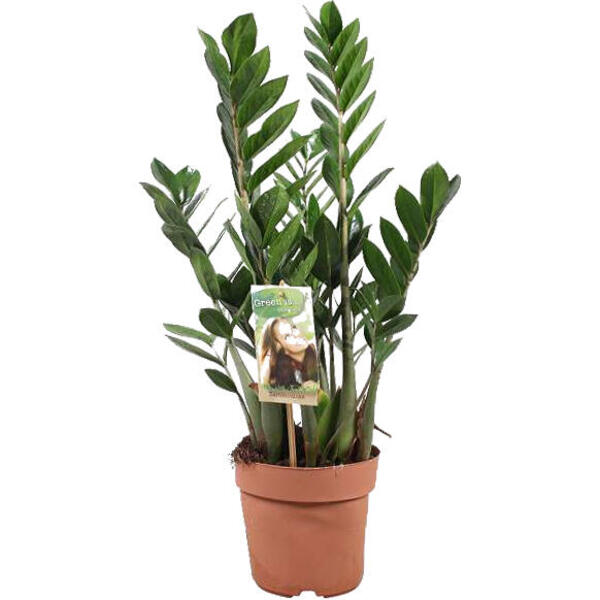 Kamerpalm, - zamiifolia - Kamerplanten - Planten online kopen | Tuinadvies