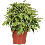 Ficus benjamina 'Green Kinky' - Treurvijg